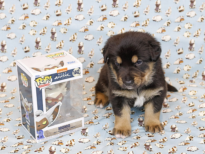chinook puppy